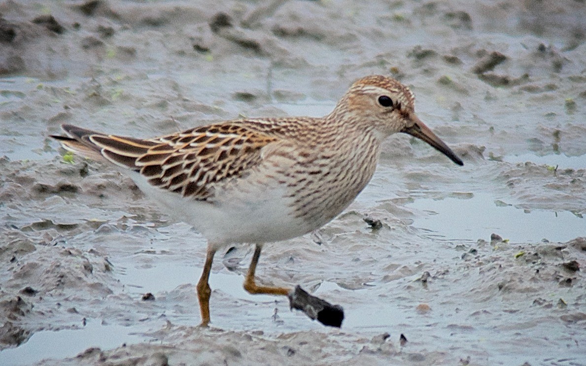Побережник арктичний - ML647703259