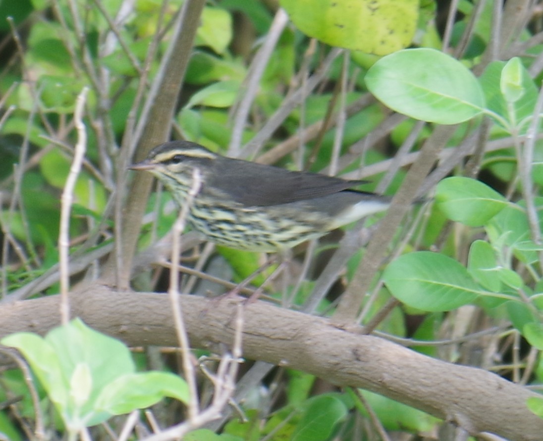 キタミズツグミ - ML647703271