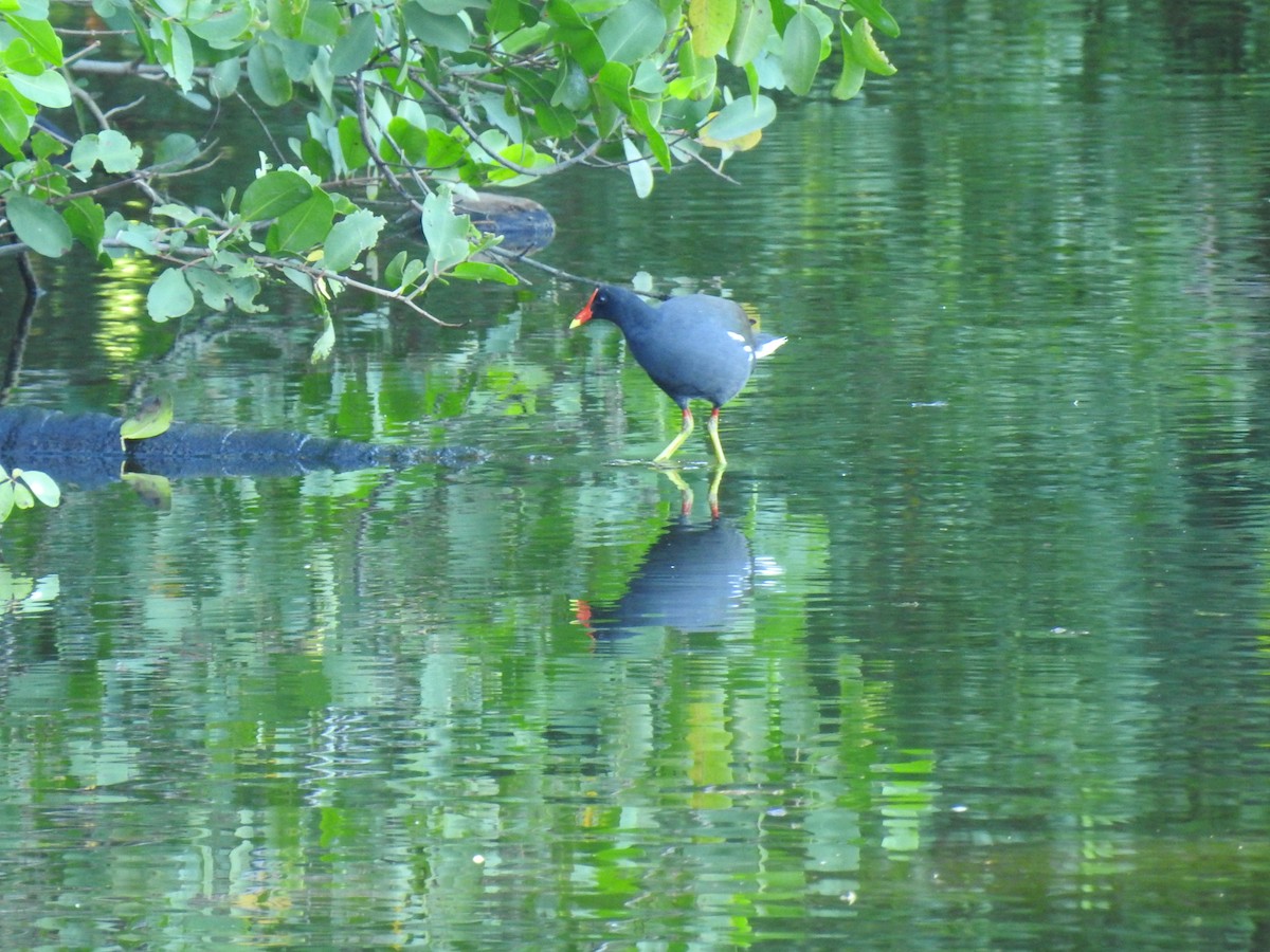 Курочка латиноамериканська - ML647703279