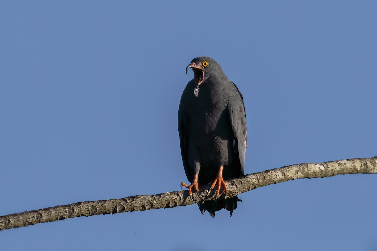 Тонкоклювый коршун - ML647703290