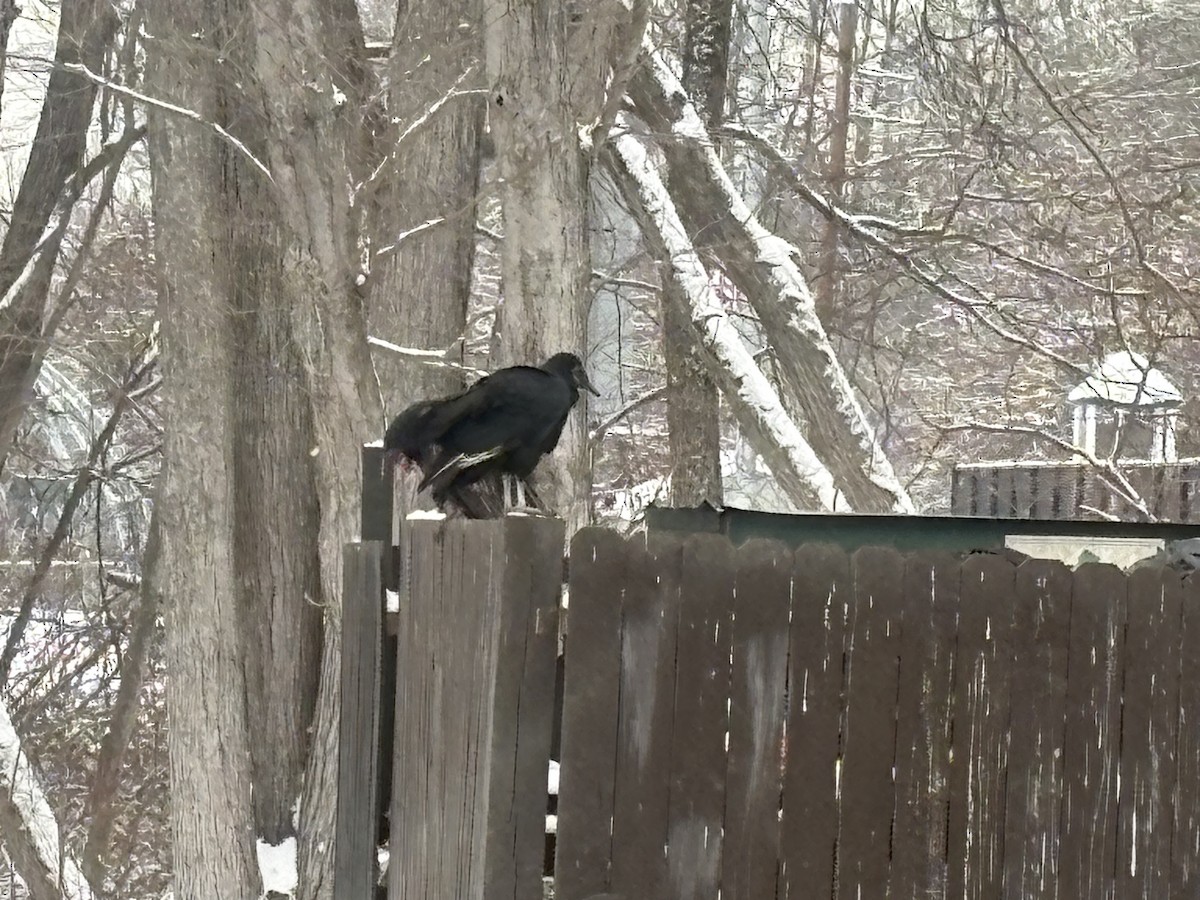 Black Vulture - ML647703303