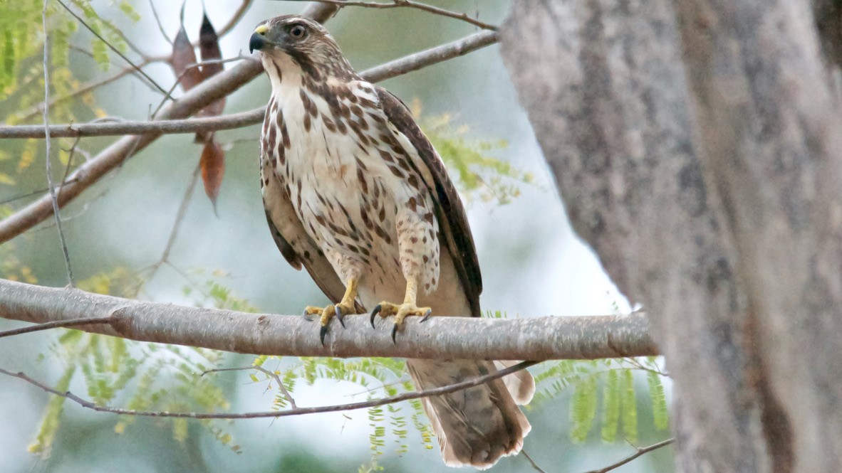 Канюк ширококрилий - ML647703320