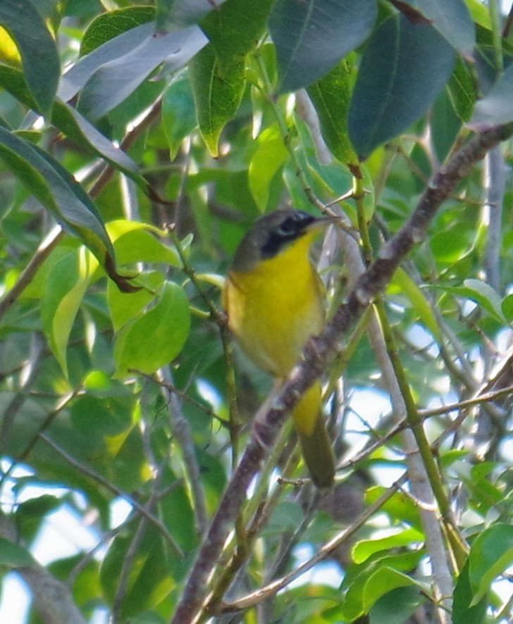 バハマカオグロムシクイ - ML647703336