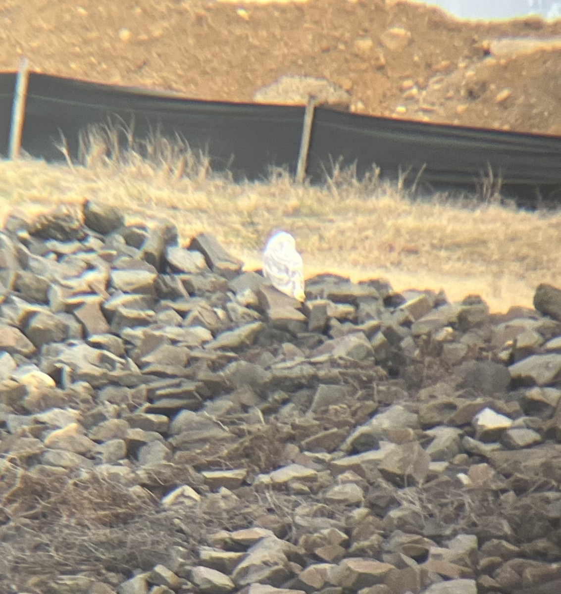 Snowy Owl - ML647703341