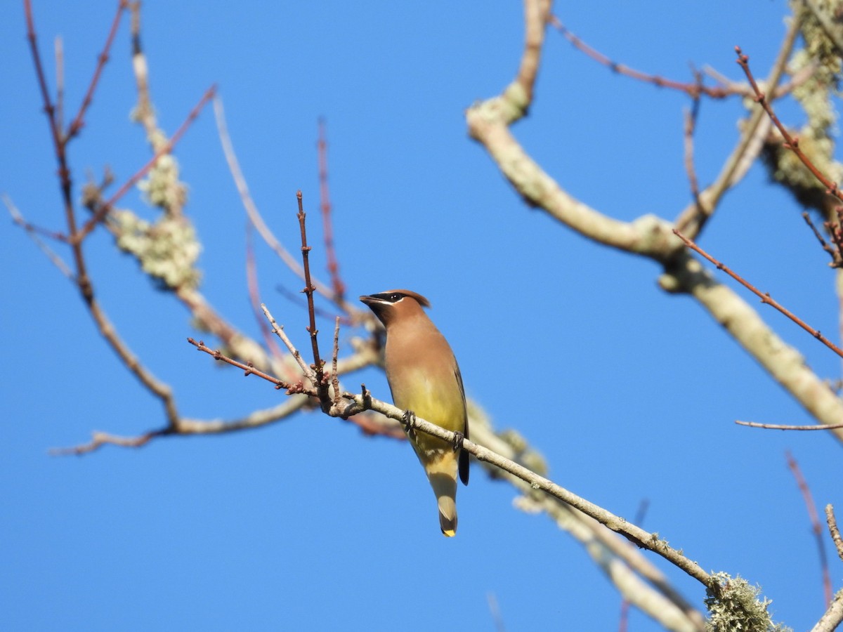 Cedar Waxwing - ML647703357