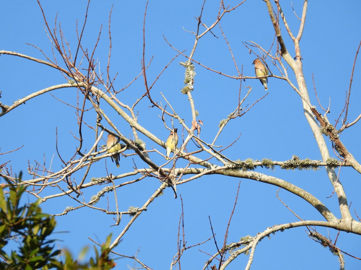 Cedar Waxwing - ML647703358