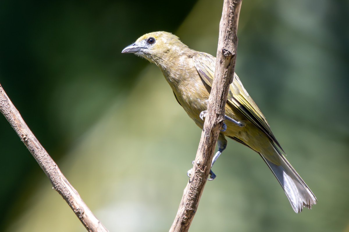 Tangara Palmera - ML647703384