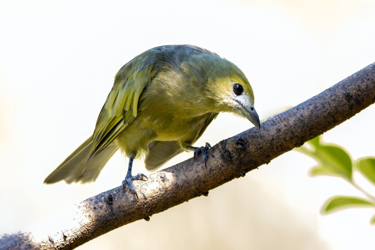 Tangara Palmera - ML647703385