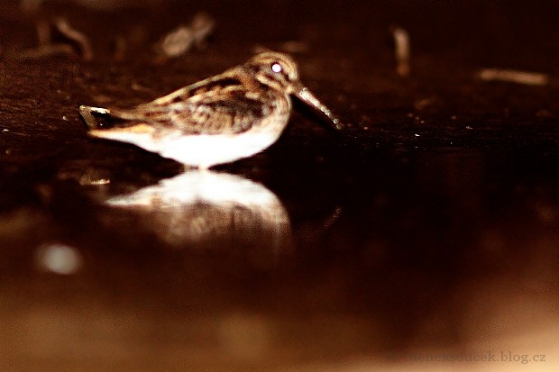 小鷸 - ML647703391