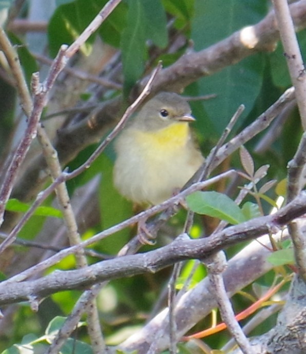 カオグロアメリカムシクイ - ML647703407