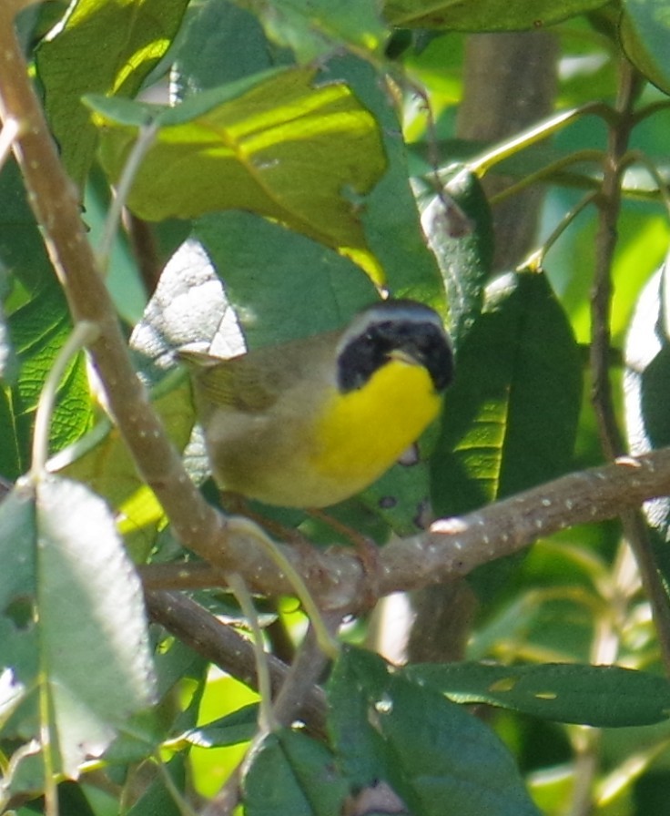 カオグロアメリカムシクイ - ML647703408