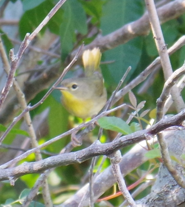 カオグロアメリカムシクイ - ML647703409