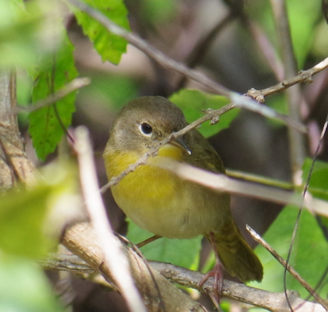 カオグロアメリカムシクイ - ML647703410