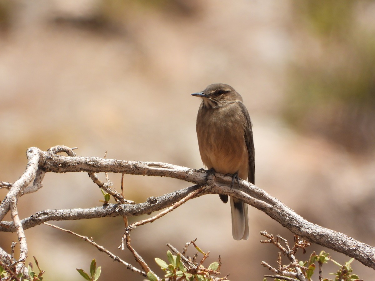 Black-billed Shrike-Tyrant - ML647703411