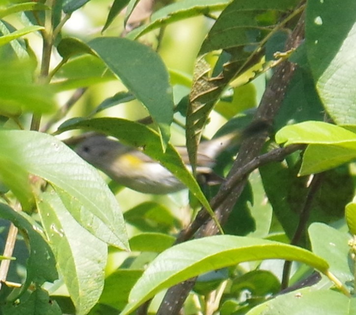 ハゴロモムシクイ - ML647703450