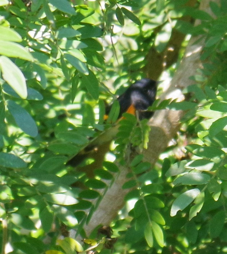 ハゴロモムシクイ - ML647703451