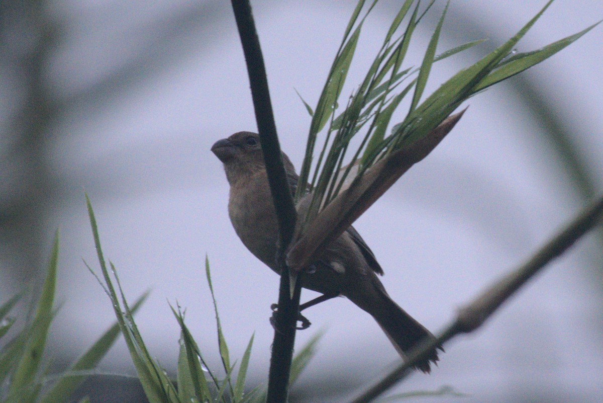 Morelet's Seedeater - ML647703474