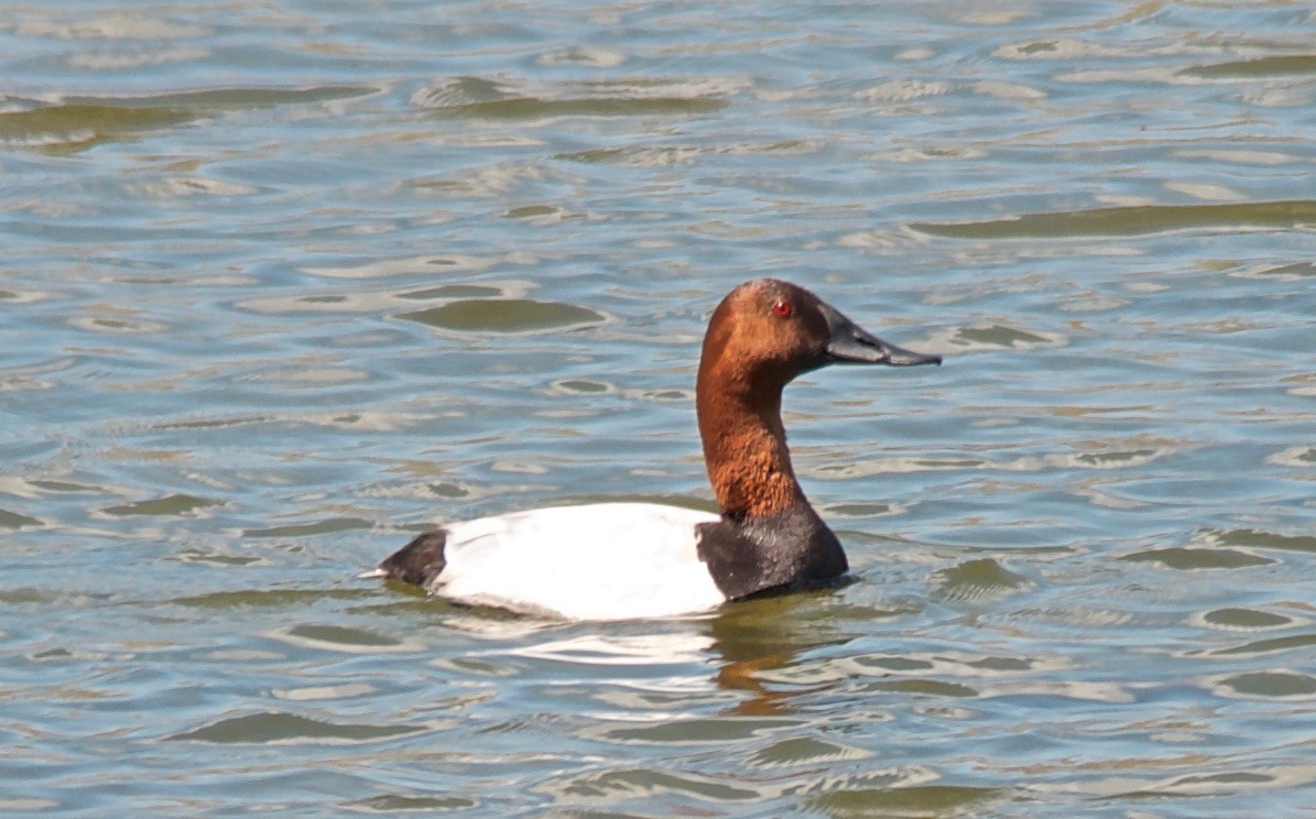 Fuligule à dos blanc - ML647703477