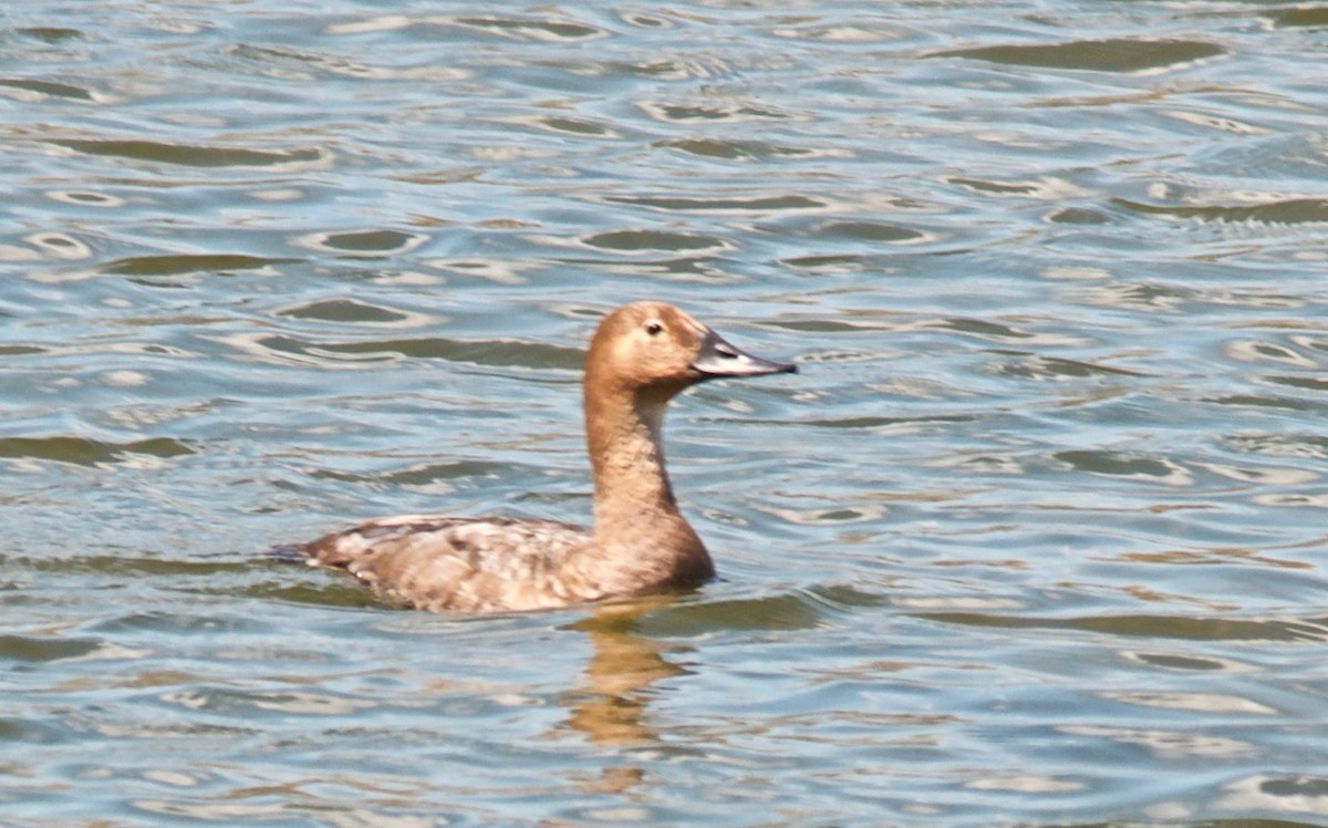 Fuligule à dos blanc - ML647703484