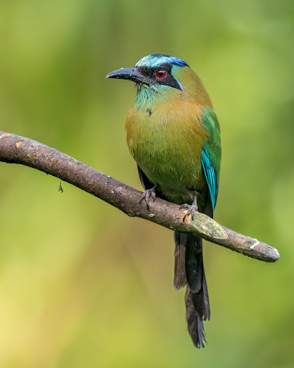 Lesson's Motmot - ML647703494