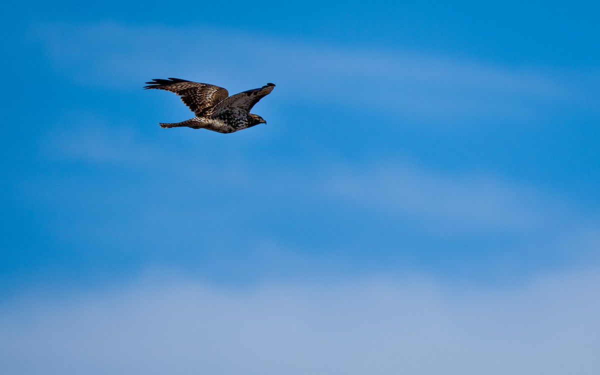 鷹科(中、小型) - ML647703512