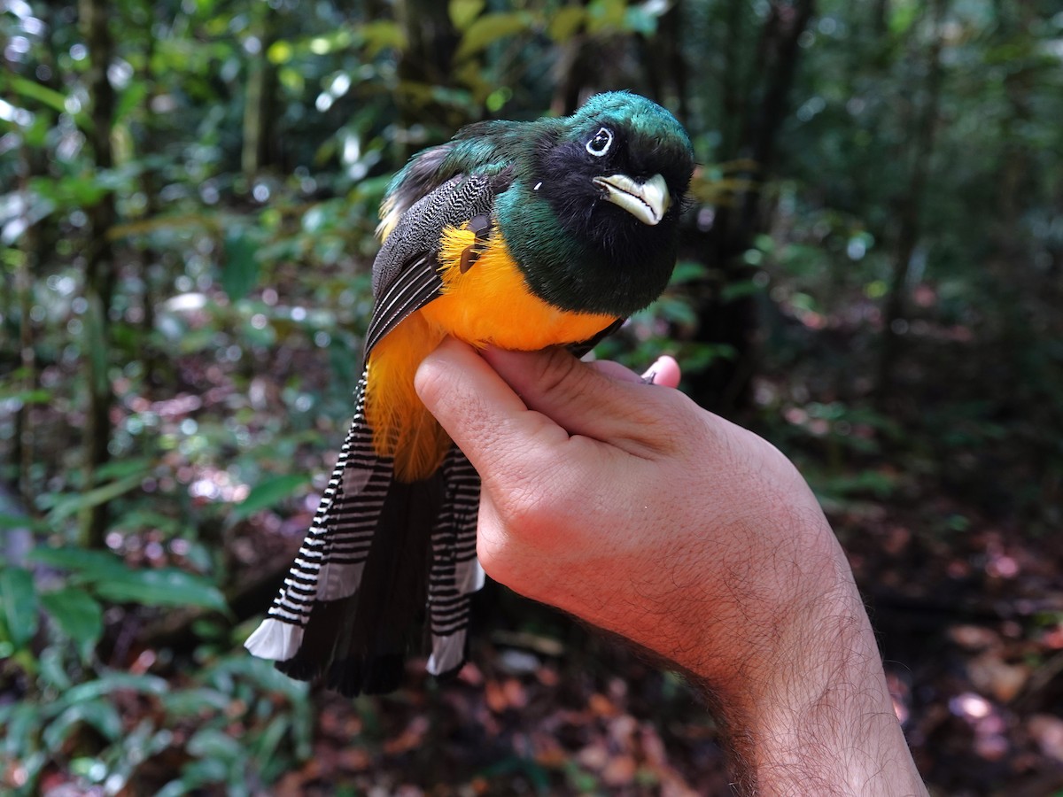 Amazonian Black-throated Trogon - ML647703522