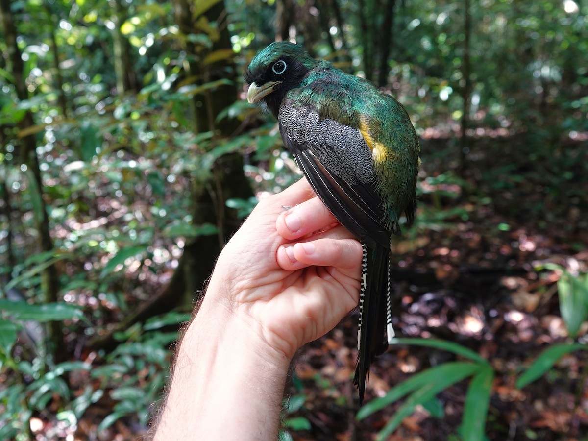 Amazonian Black-throated Trogon - ML647703523