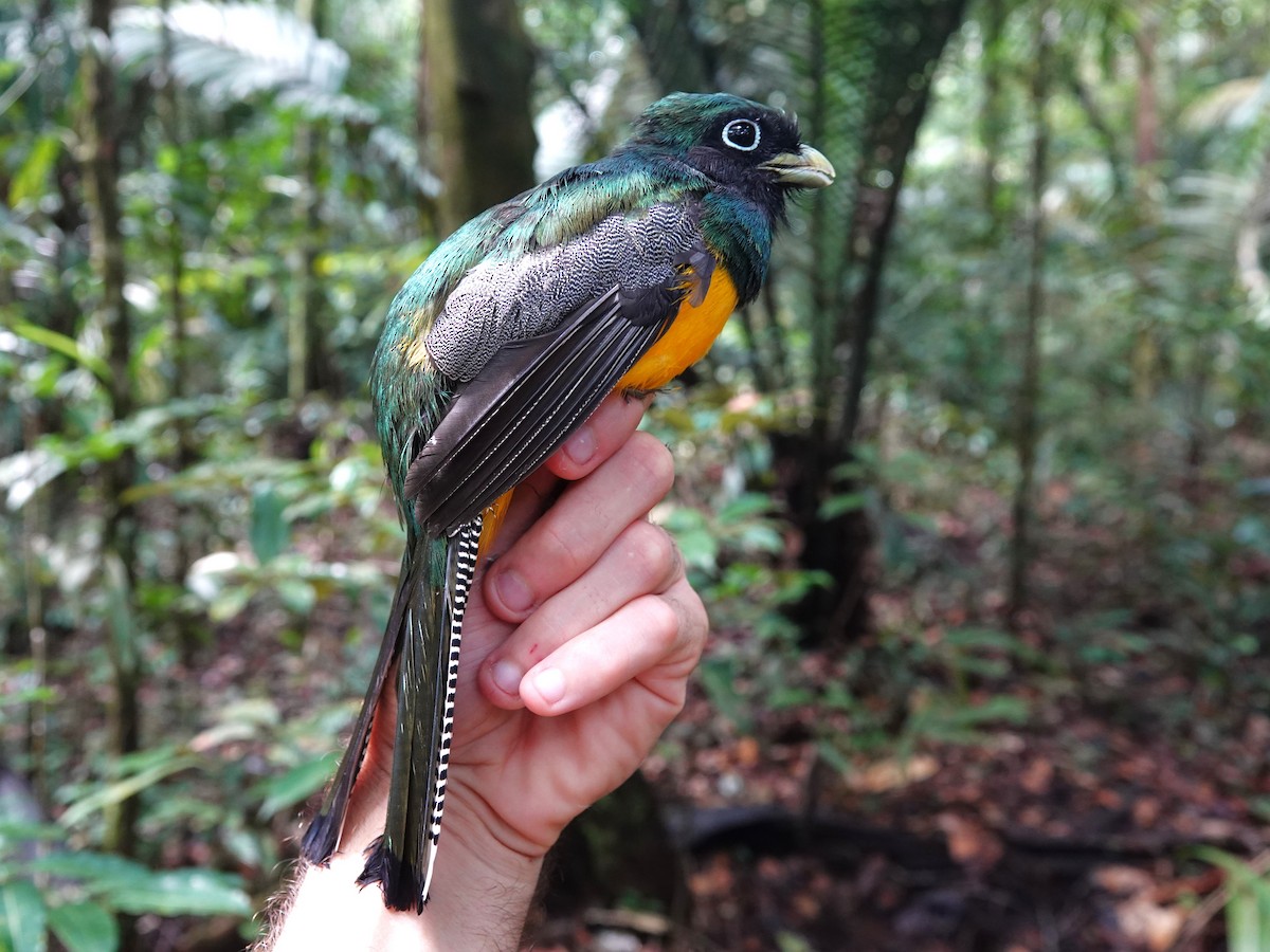 Amazonian Black-throated Trogon - ML647703524