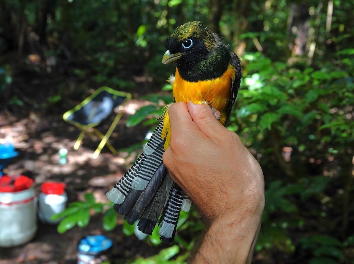 Amazonian Black-throated Trogon - ML647703525