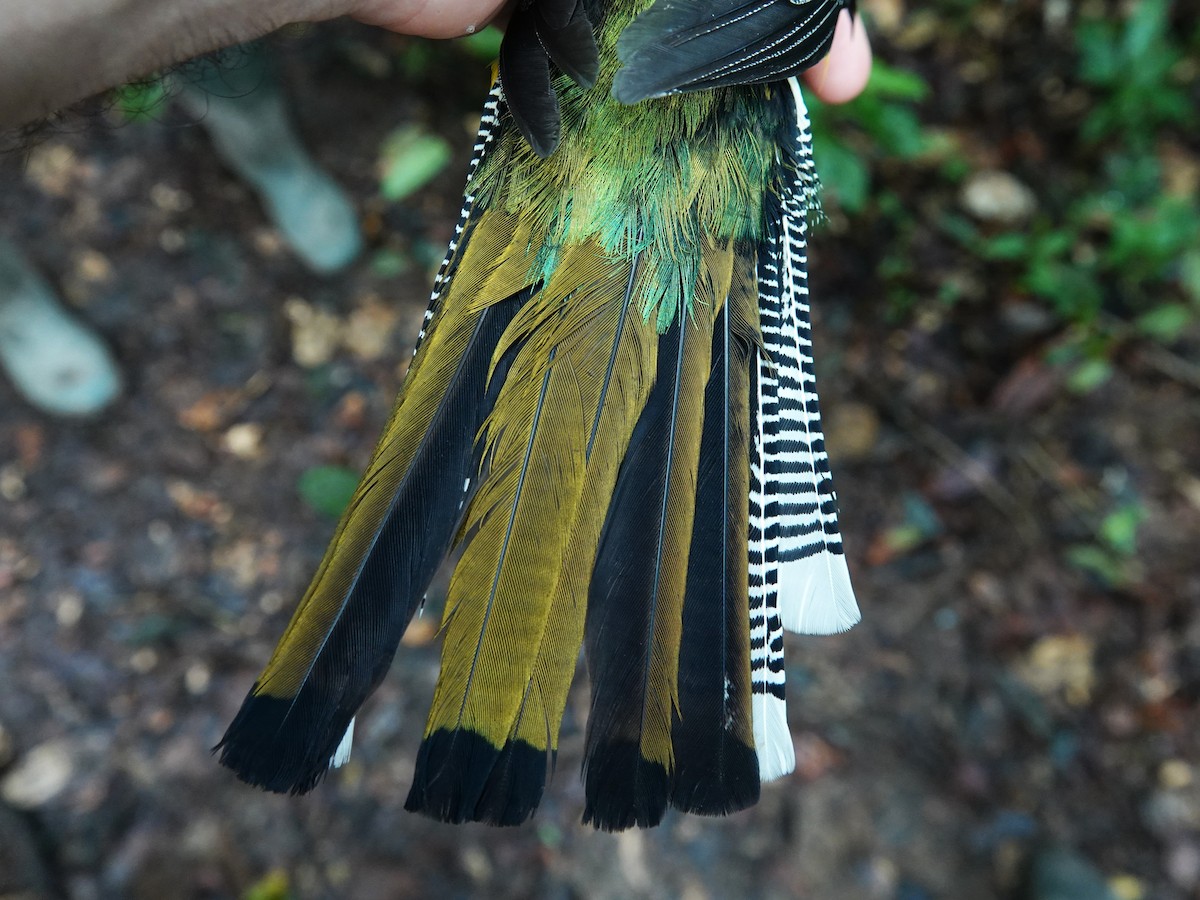 Amazonian Black-throated Trogon - ML647703535