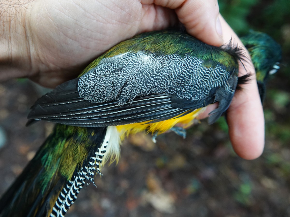 Amazonian Black-throated Trogon - ML647703536