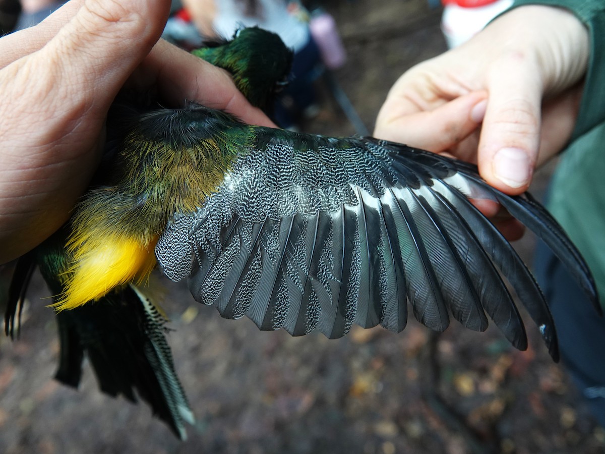 Amazonian Black-throated Trogon - ML647703537