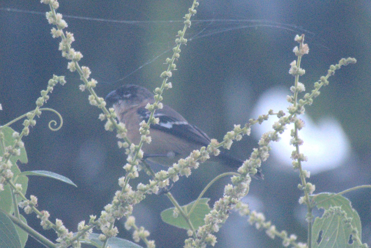 Morelet's Seedeater - ML647703538