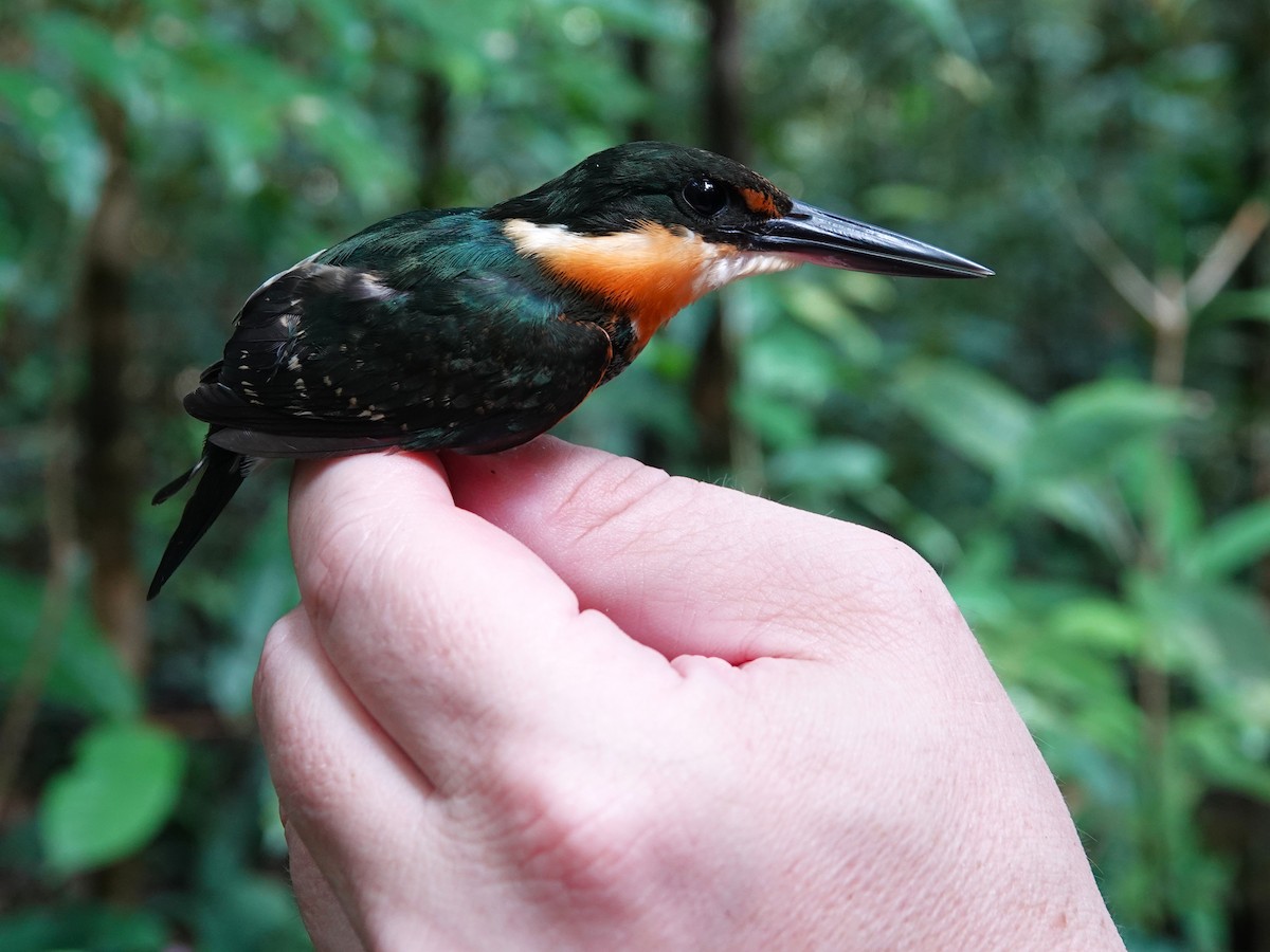 American Pygmy Kingfisher - ML647703550