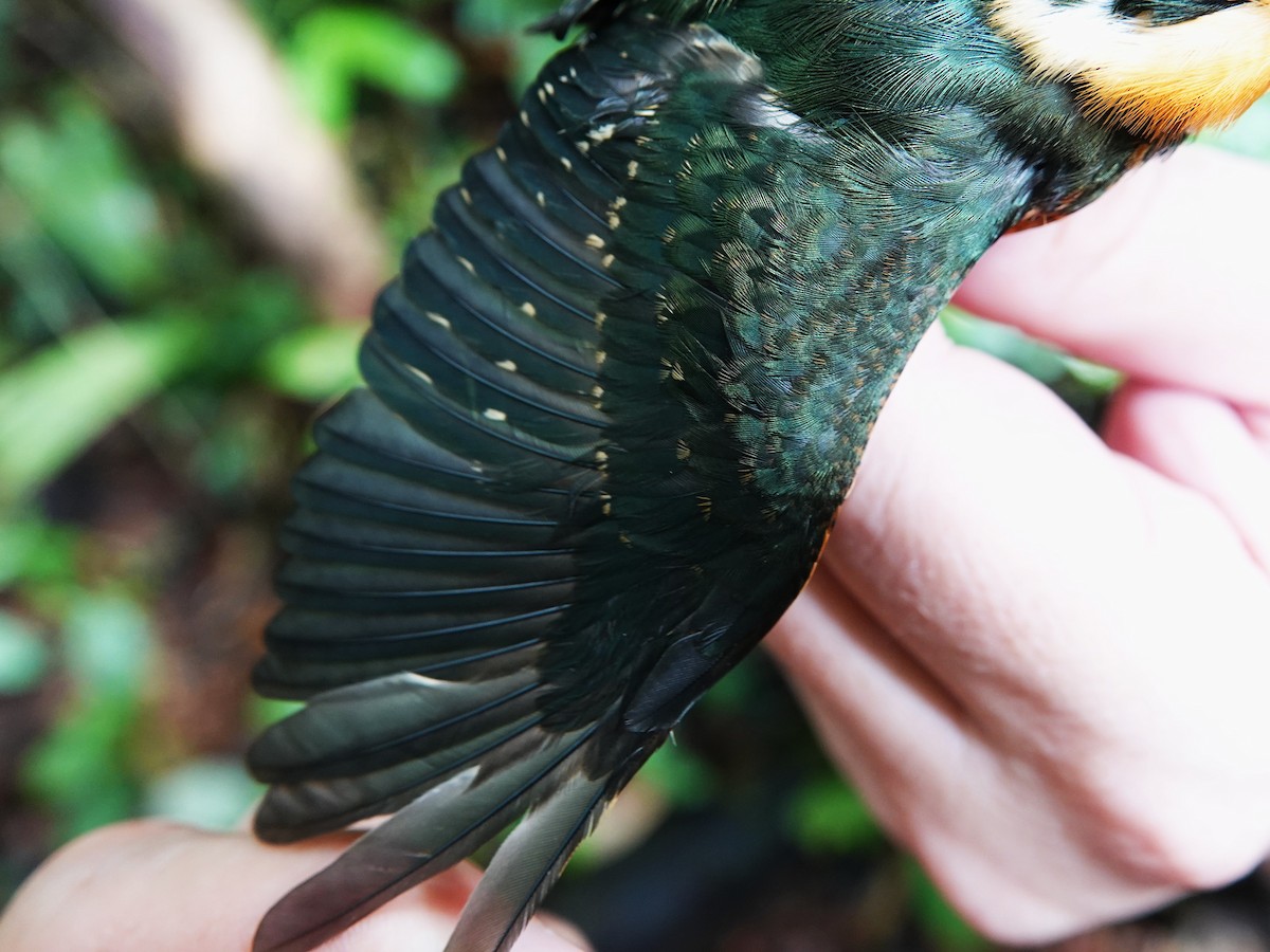 American Pygmy Kingfisher - ML647703553