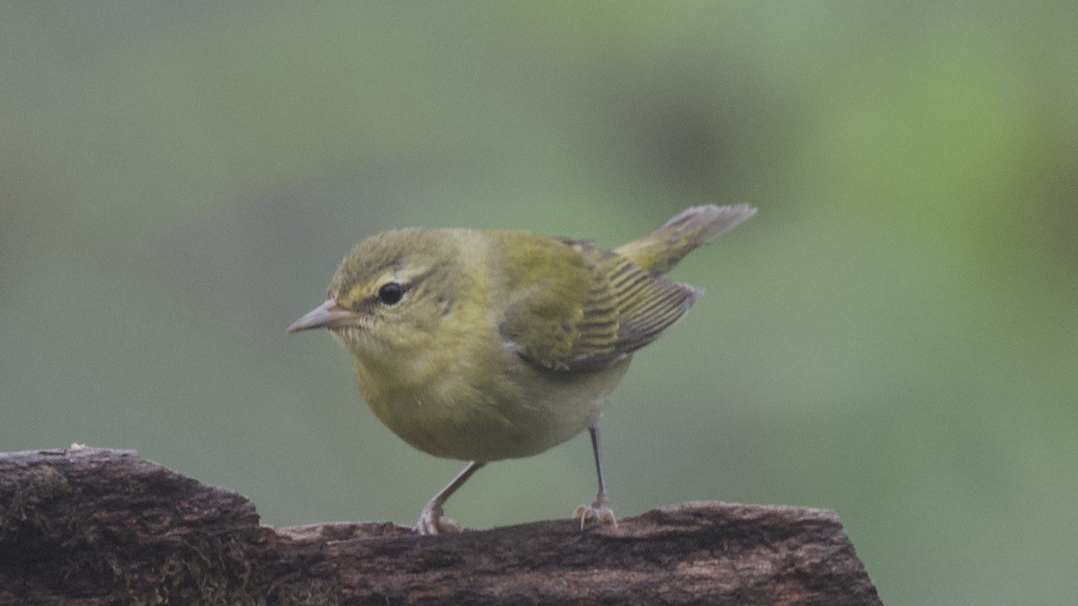 Tennessee Warbler - ML647703564