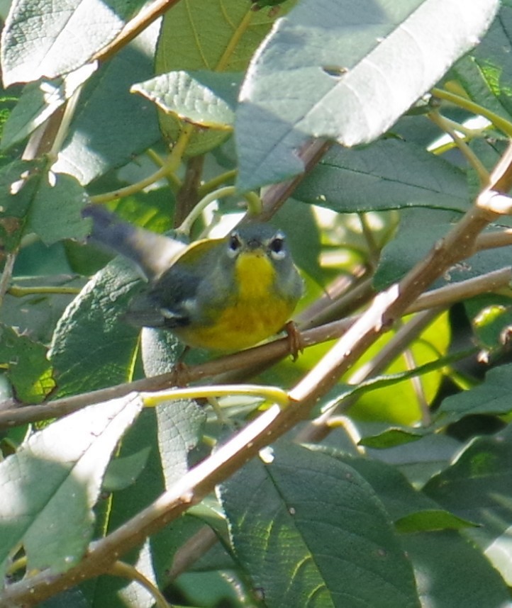 アサギアメリカムシクイ - ML647703613