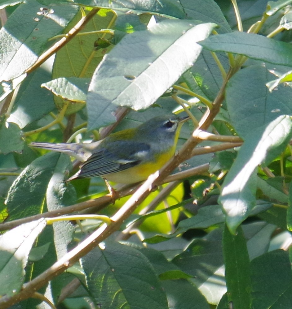 アサギアメリカムシクイ - ML647703614