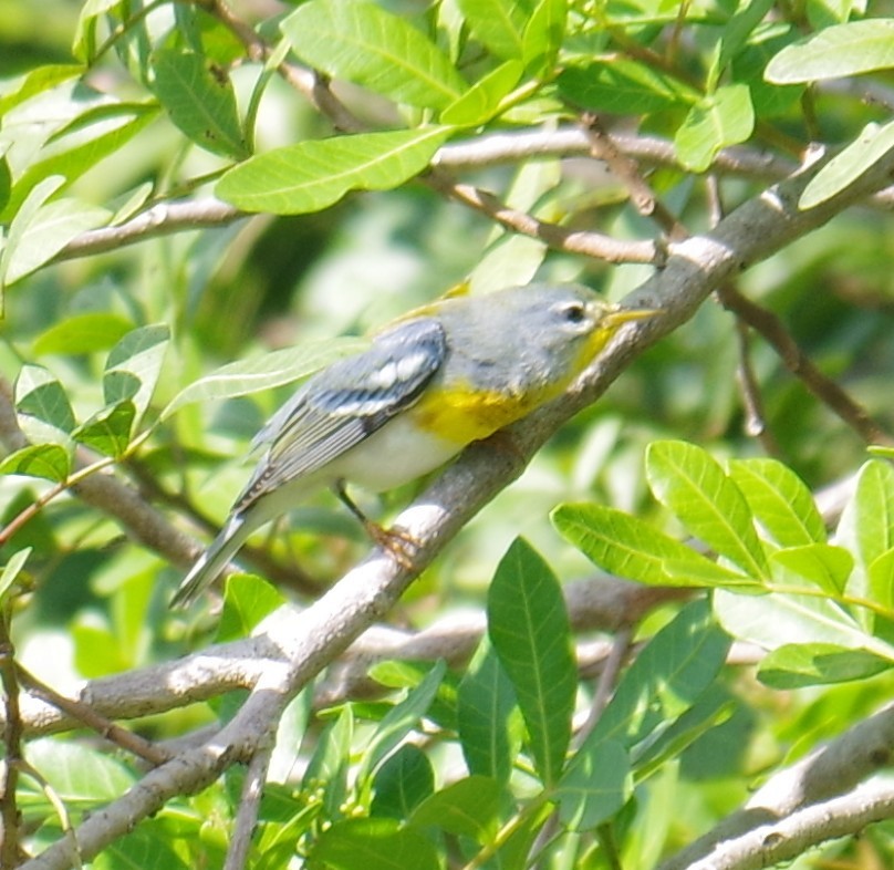 アサギアメリカムシクイ - ML647703615