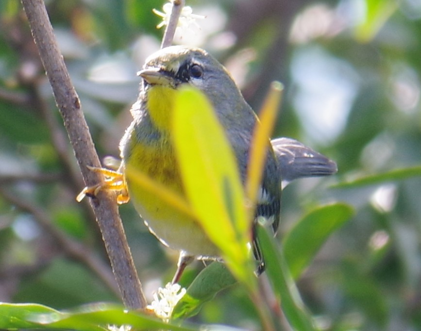 アサギアメリカムシクイ - ML647703616