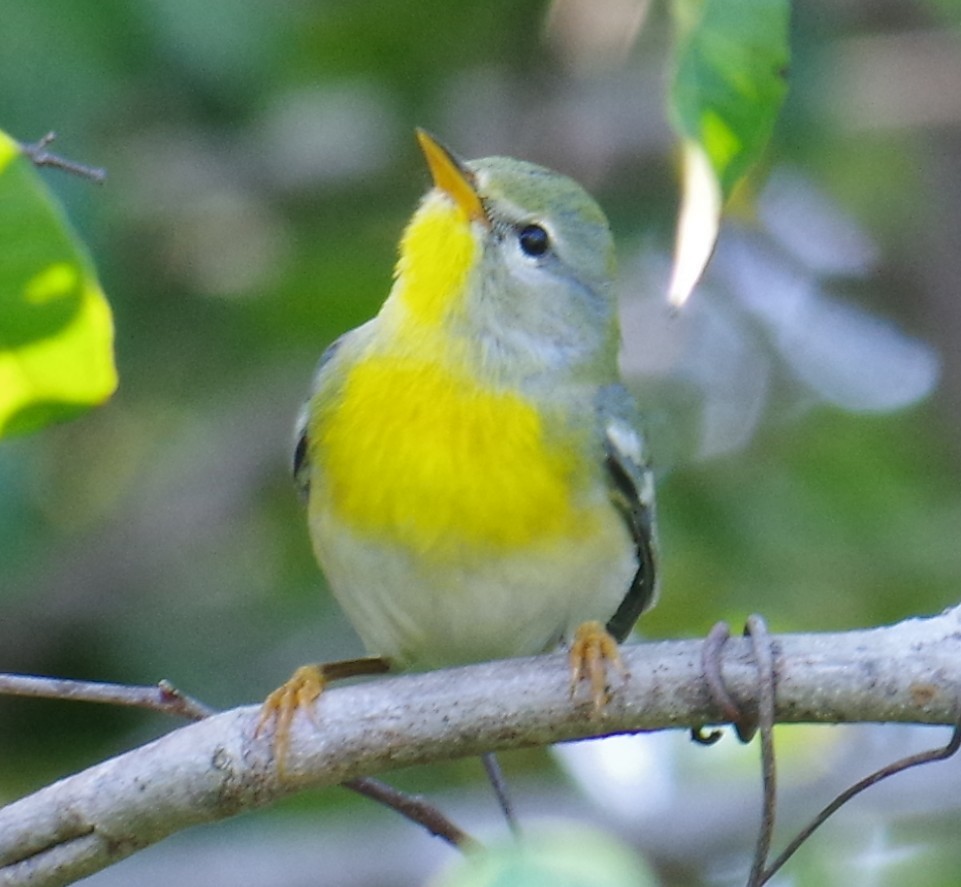 アサギアメリカムシクイ - ML647703617