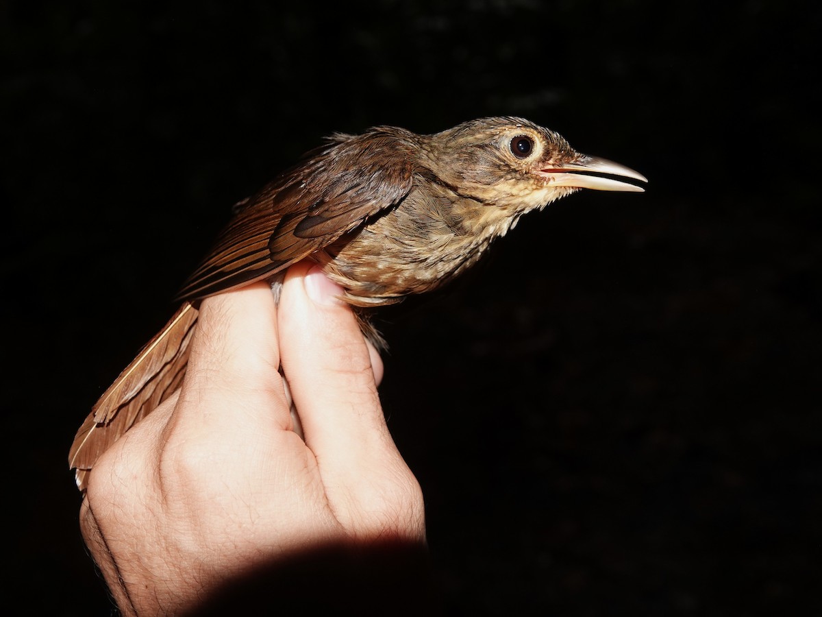 Ochre-throated Foliage-gleaner (turdinus) - ML647703628
