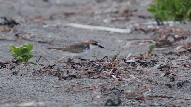 Пісочник рудоголовий - ML647703646