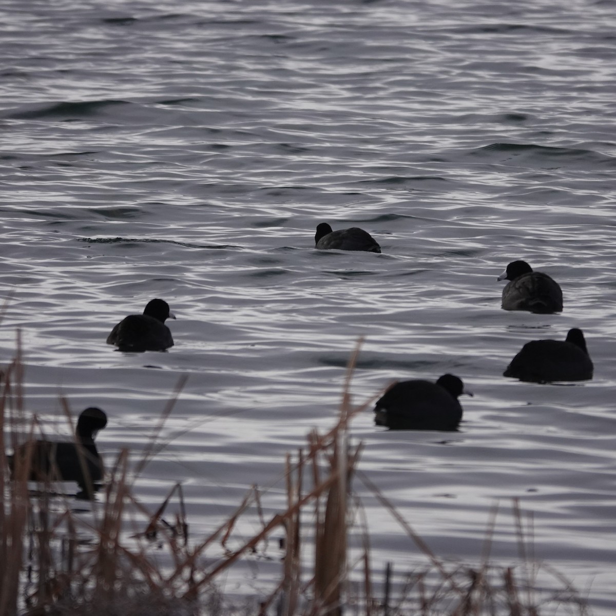 Лиска американська - ML647703647