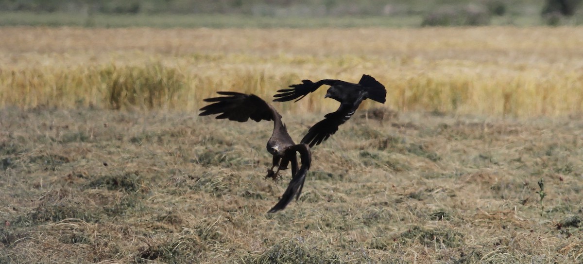 Red Kite - ML647703650