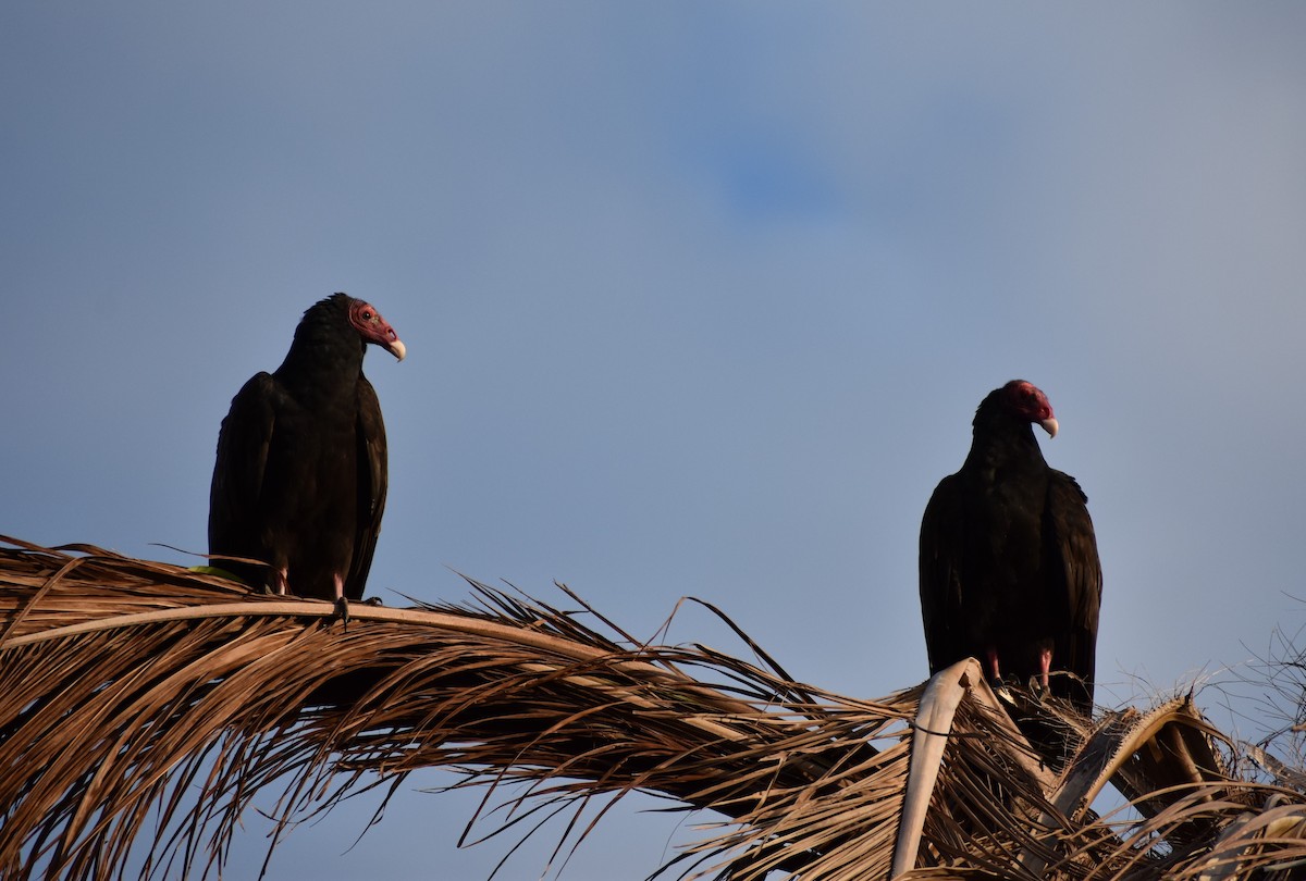 Turkey Vulture - ML647703684