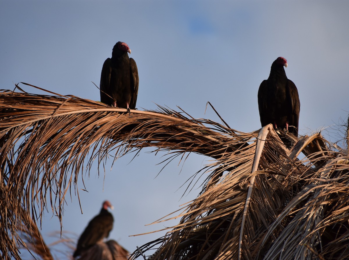 Turkey Vulture - ML647703700