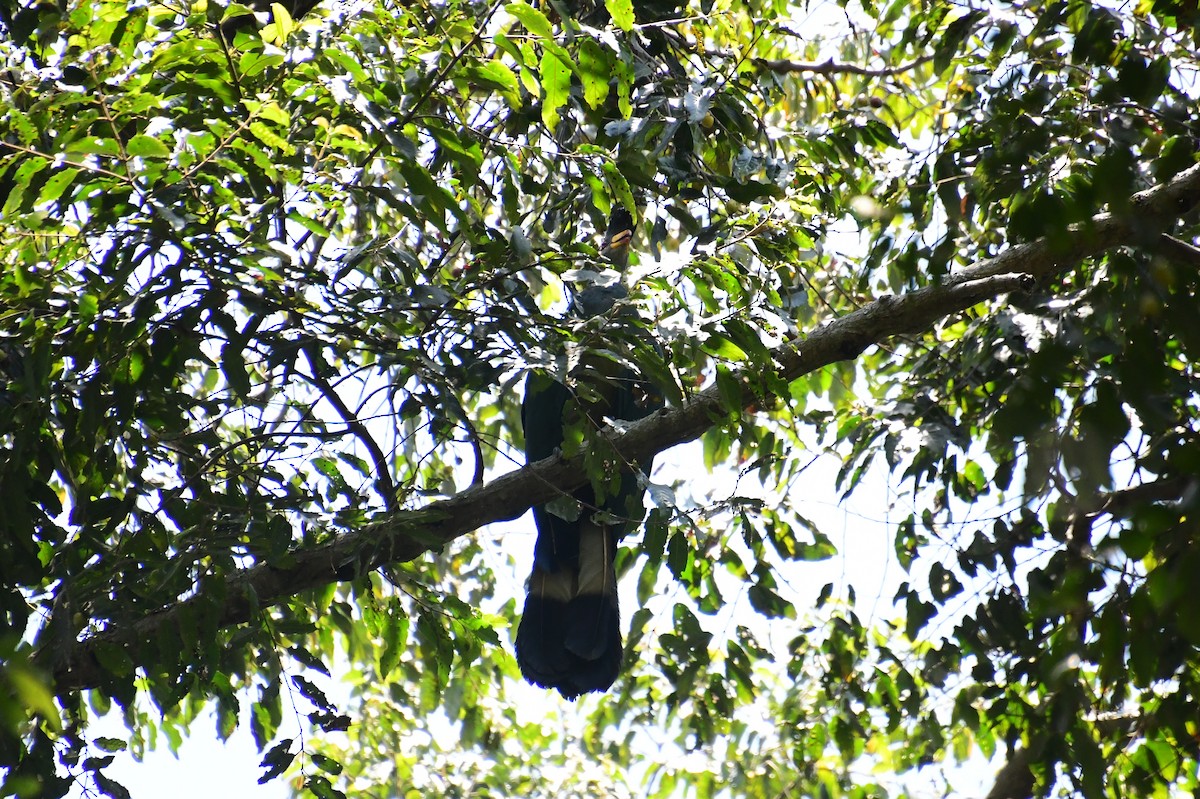 kjempeturako - ML647703709