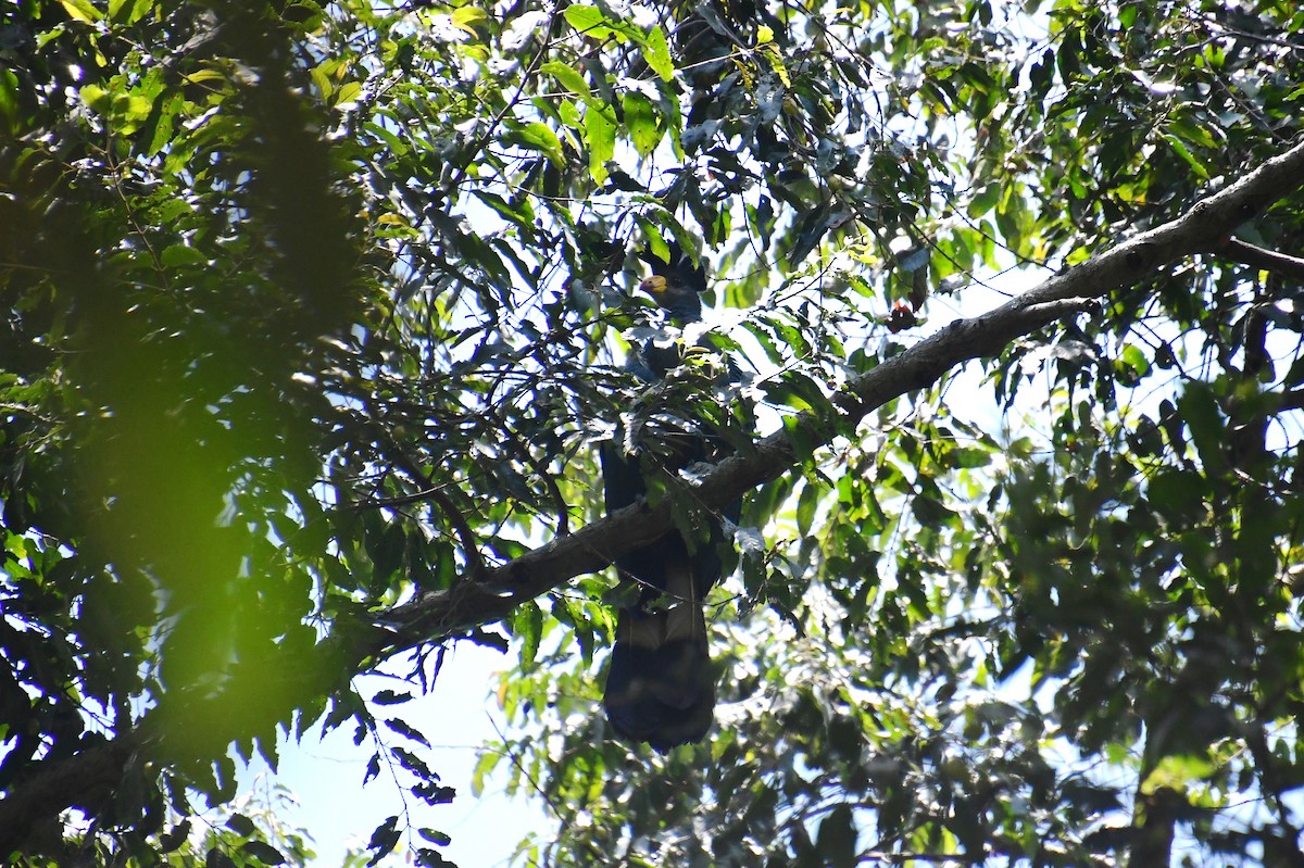 kjempeturako - ML647703711