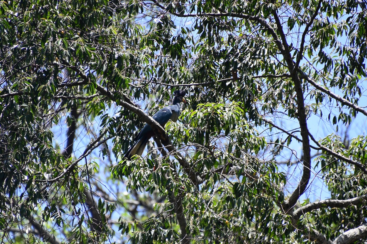 kjempeturako - ML647703721